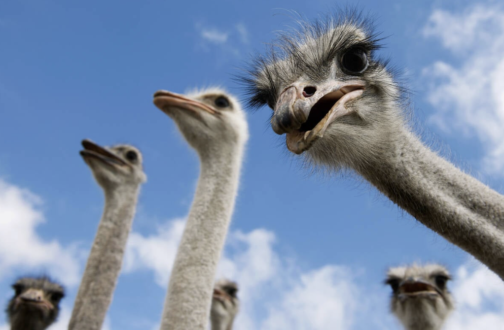 Ostriches